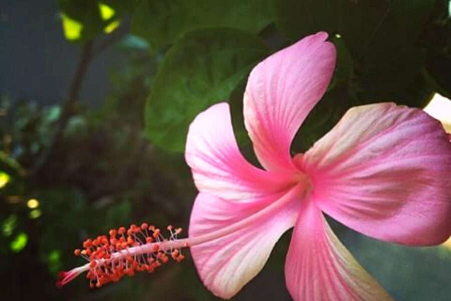 年末年始休業のお知らせ